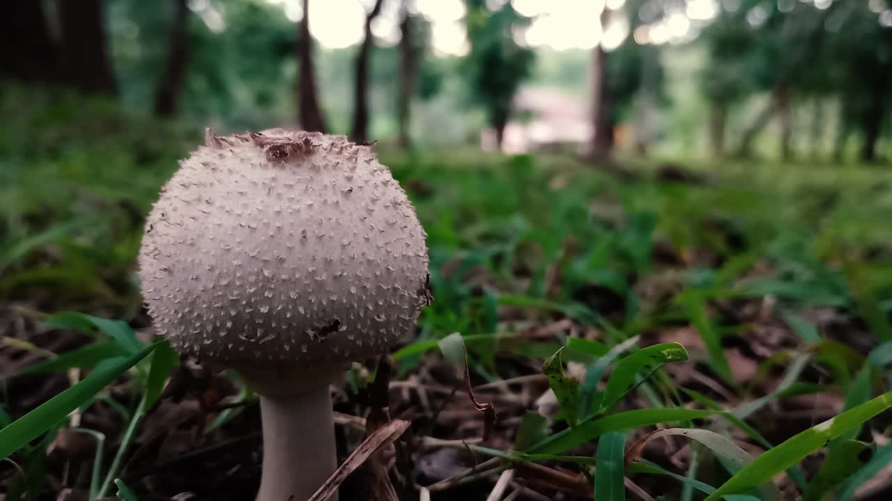 primer plano del puffball común en la naturaleza, el lycoperdon perlatum