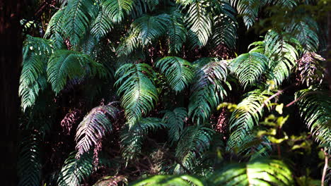 new zealand fiordland rainforest fern leaves, wilderness jungle background