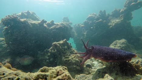 Un-Par-De-Sepias-Estabilizándose-En-Las-Fuertes-Corrientes-De-Las-Aguas-De-Tailandia---Bajo-El-Agua