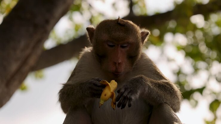 Macaque eating banana in a tree setting