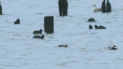 Long-tailed-ducks-flock-swimming-in-water-and-looking-for-food,-overcast-day,-distant-medium-shot