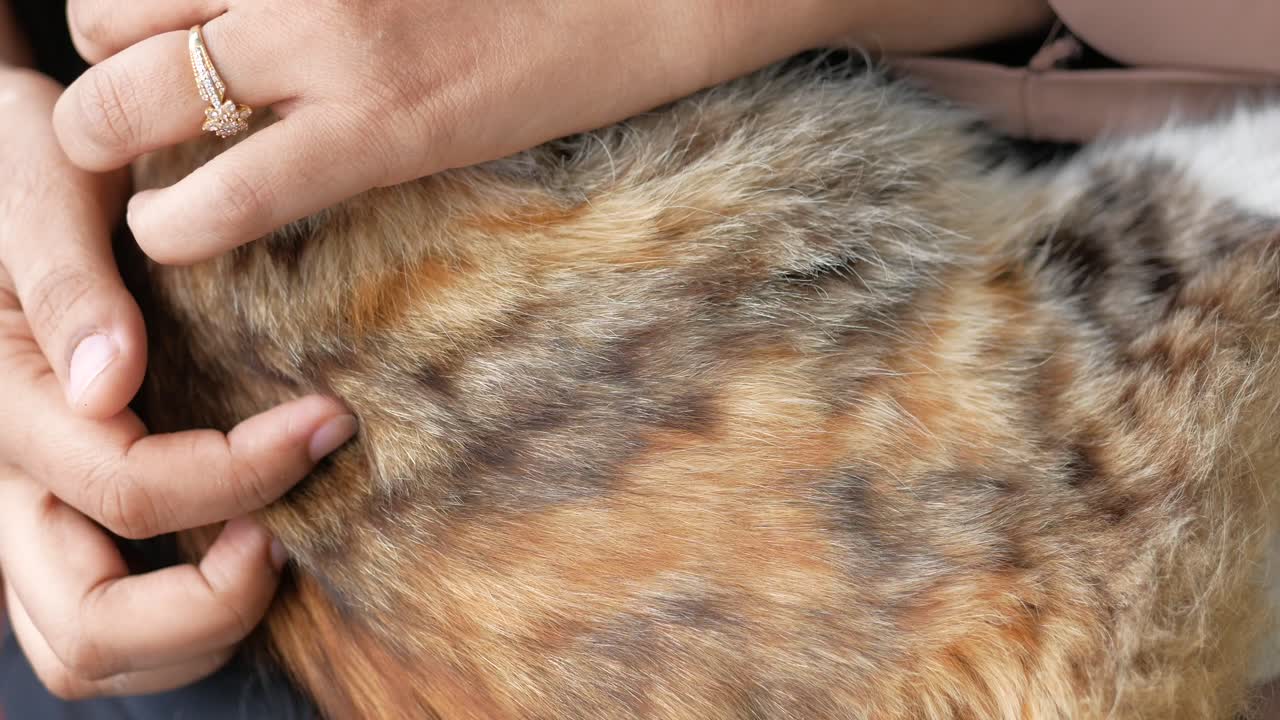 고양이 를 들고 있는 여자