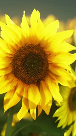 close-up of a sunflower in a field