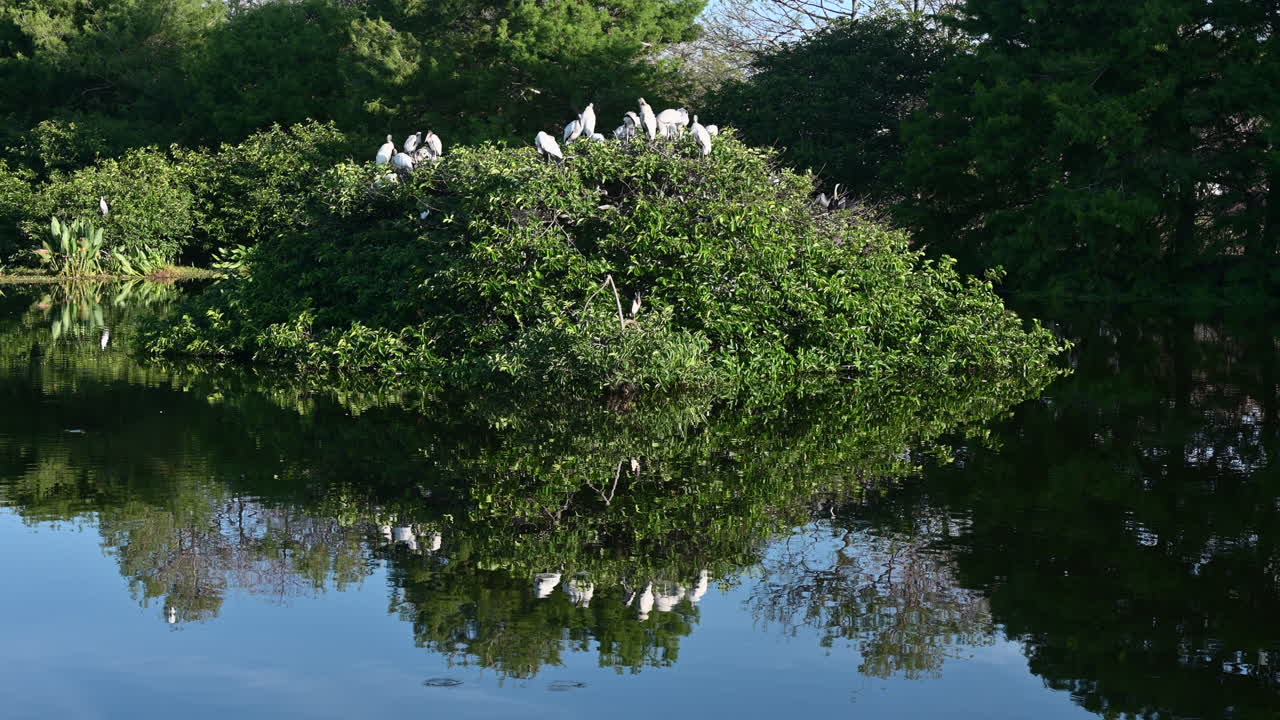 플로리다 주 와코다해치 중첩 지역의 나무 황새 식민지