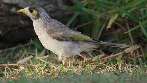 pájaro minero ruidoso en busca de comida en el suelo