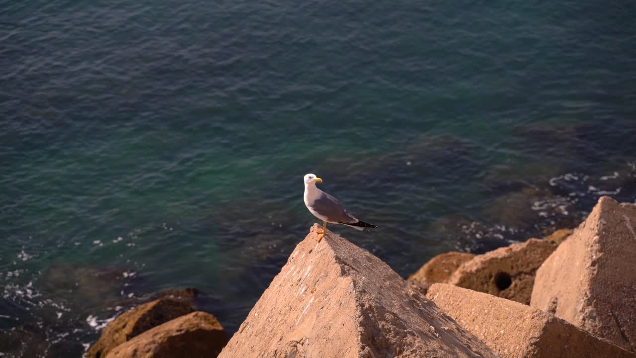 Gabbiano curioso seduto su un masso frangiflutti con l'oceano sullo sfondo.