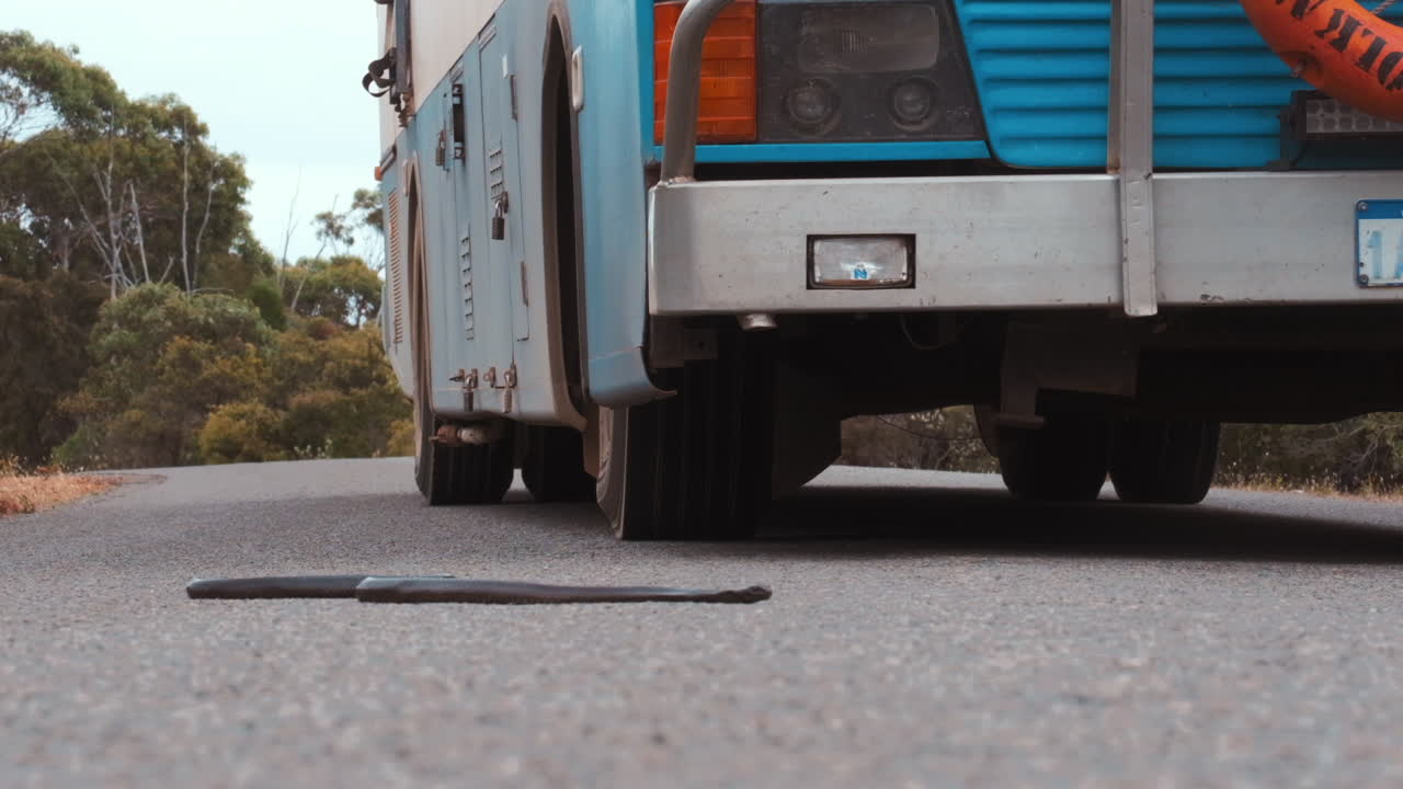 Low angle shot of black snake lying on the road with bus in background during sunny day