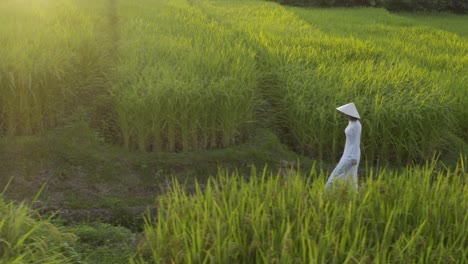 young woman wearing ao dai standing in rice paddy vietnam