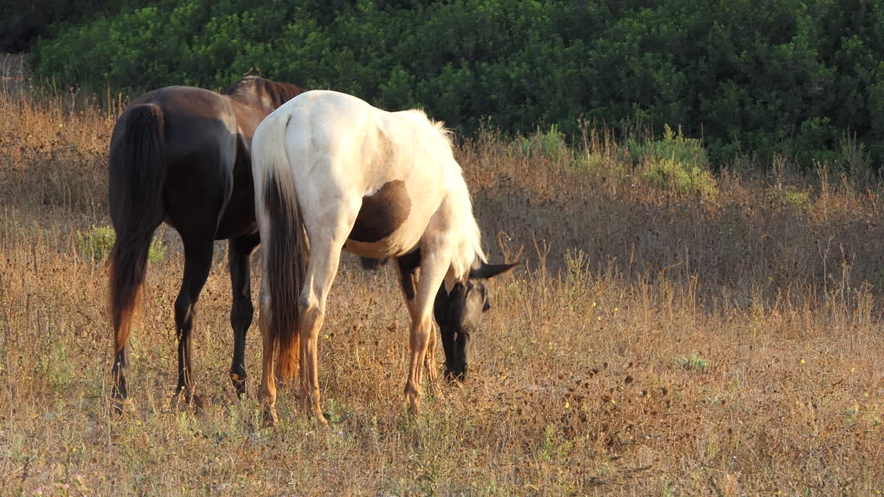 una toma general de caballos pastando en el prado durante el amanecer