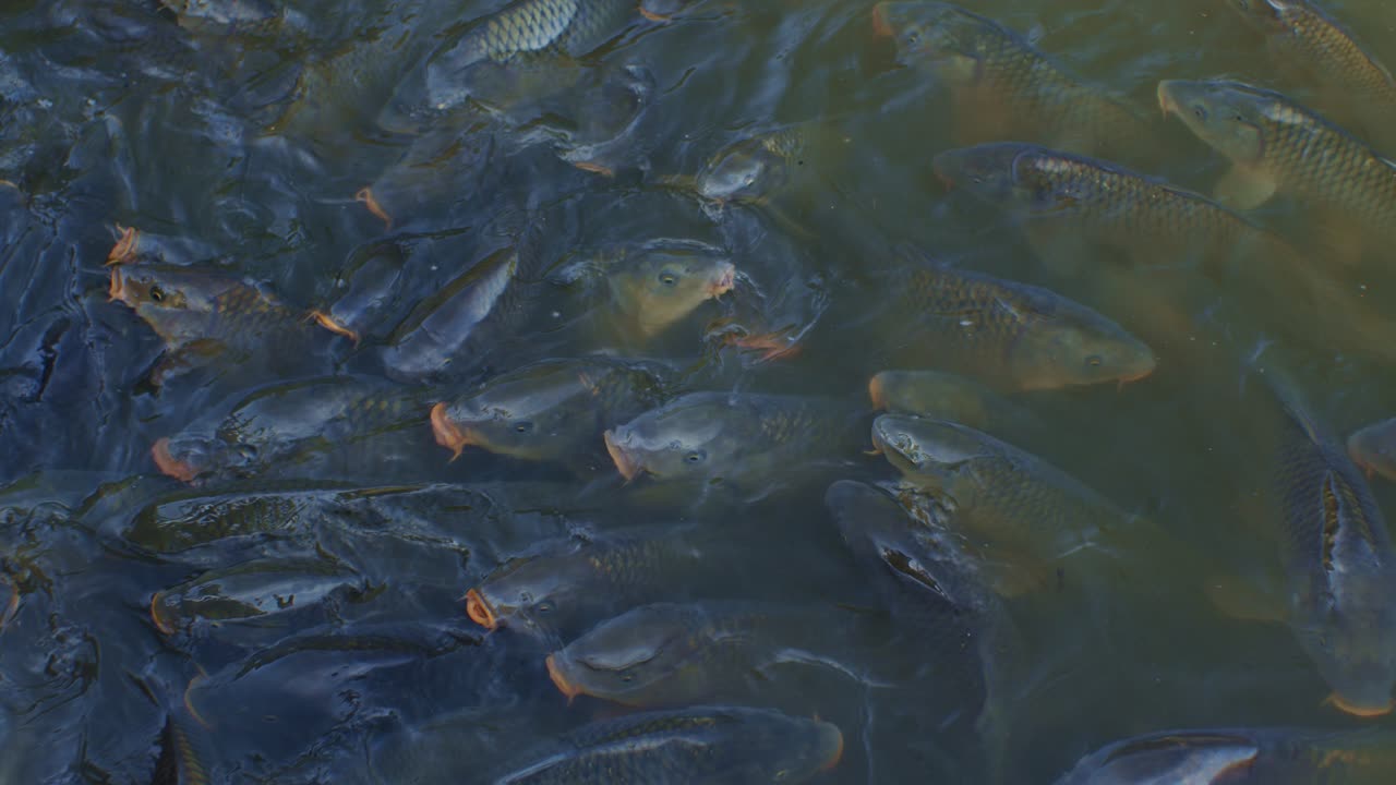 낮에는 호수 물에 많은 물고기, 야생동물 느린 움직임의 영상