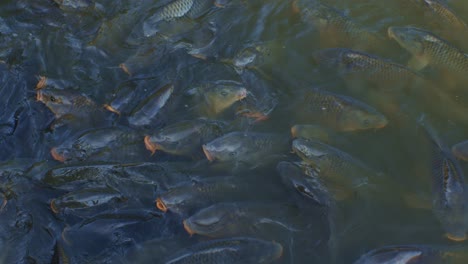 many fishes in the lake water at daytime, footage for wildlife slow motion