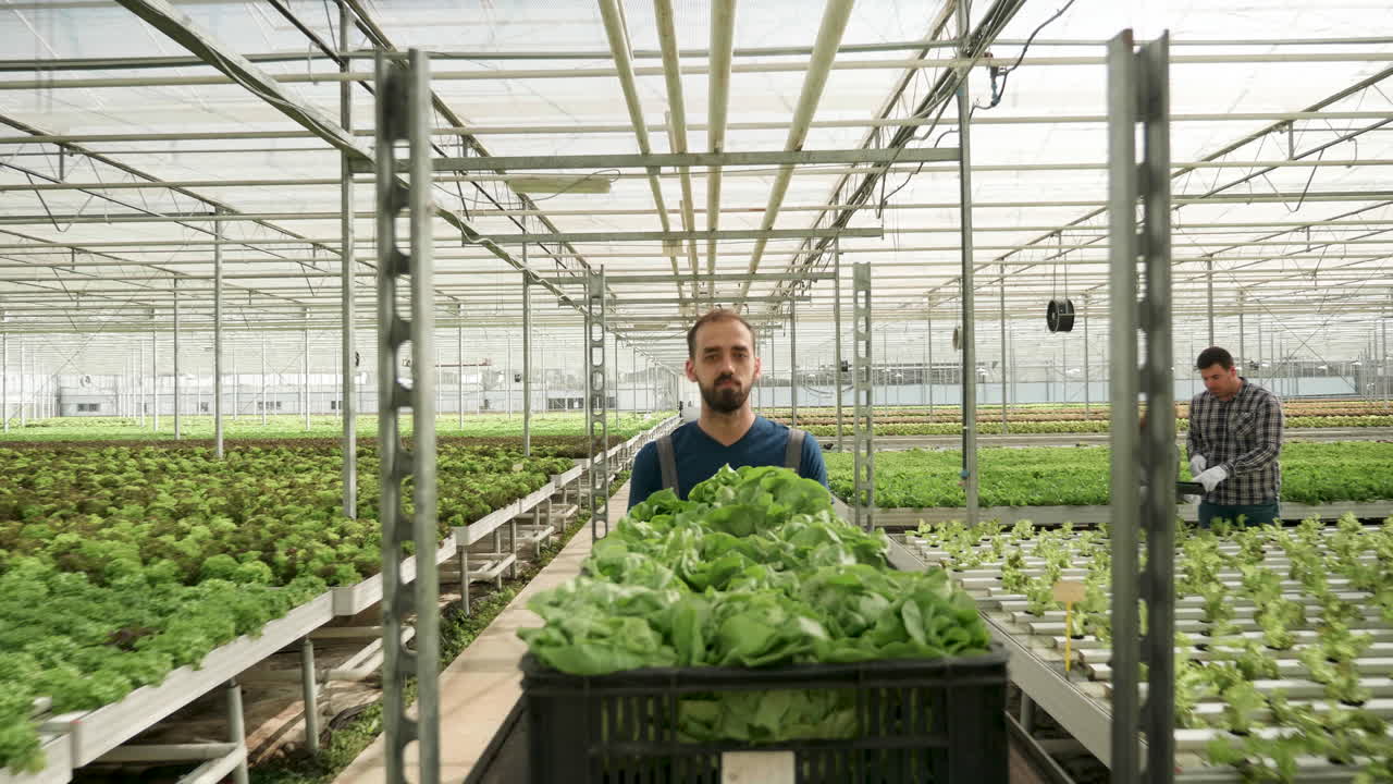 Greenhouse Agriculture with Lettuce Cultivation