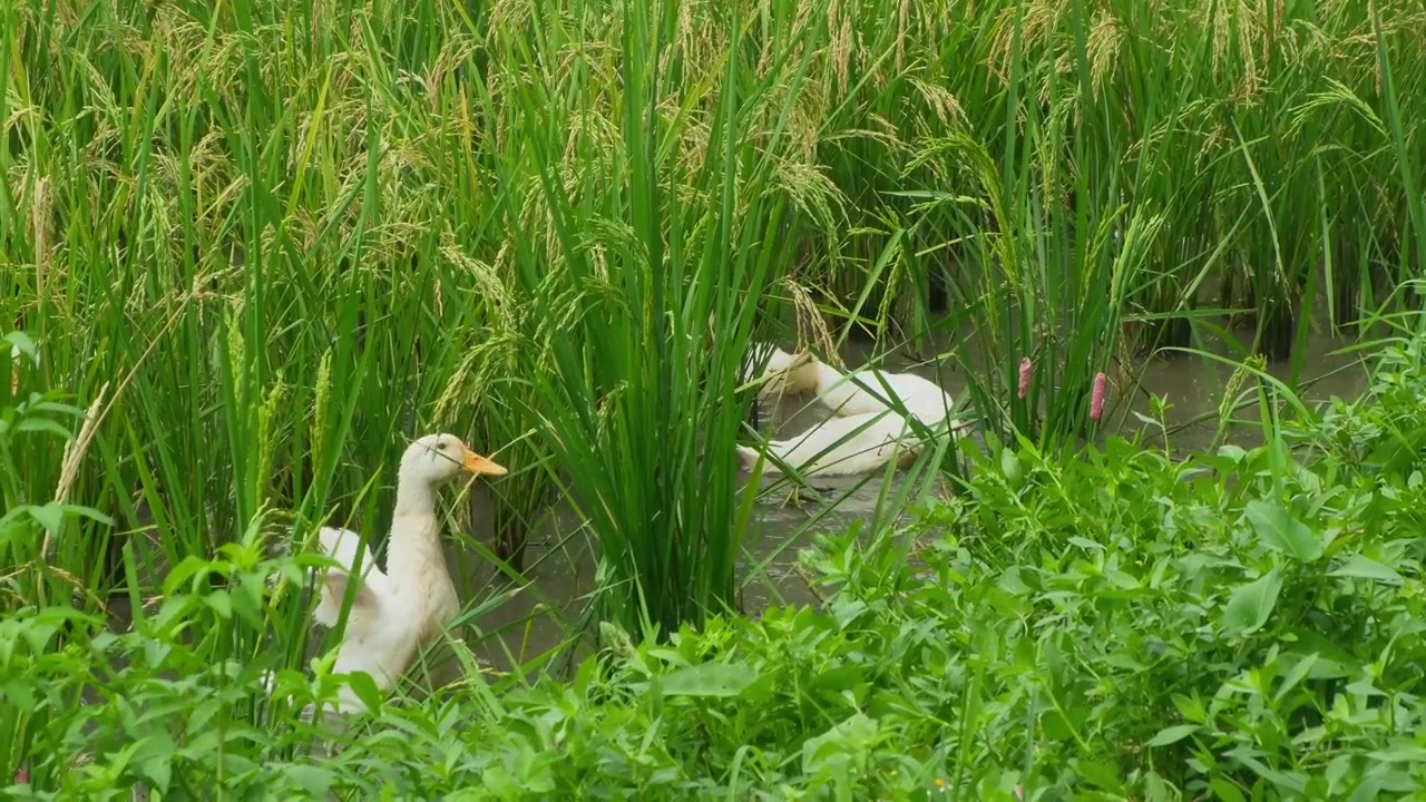 เป็ดกำลังหากินท่ามกลางทุ่งนาข้าวเขียวขจีในนิงบิง เวียดนาม สะท้อนภาพชีวิตเกษตรกรรมชนบท การเกษตรแบบดั้งเดิม และทิวทัศน์ชนบทอันเงียบสงบ