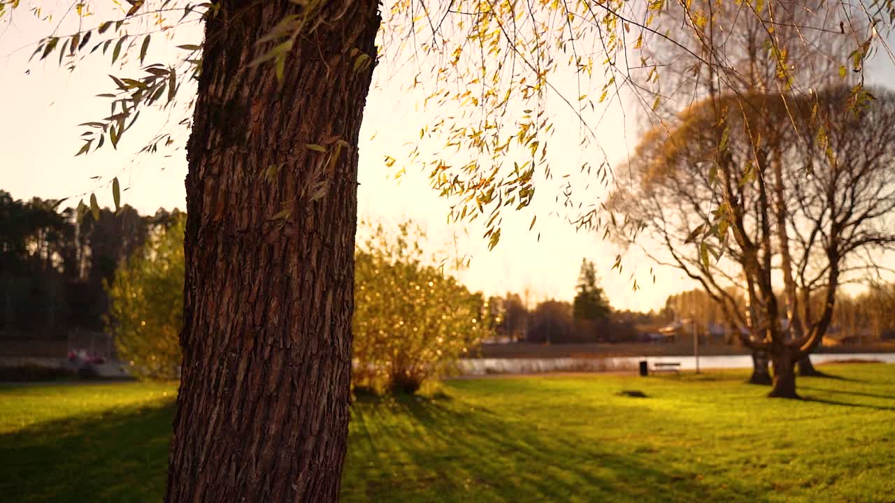 나무를 통해 볼 수 있는 빛. 나무와 잎을 통해 바라보는 태양