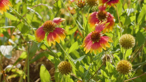 Rote-Und-Gelbe-Indische-Deckenwildblumen-In-Zeitlupe,-Blumen,-Die-Im-Texanischen-Hügelland-Beheimatet-Sind