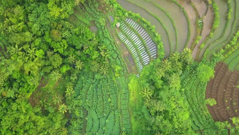 Toma-Aérea-De-Drones-Del-Paisaje-Tropical-Con-Vista-Al-Campo-De-Arroz,-La-Plantación-Y-El-Bosque