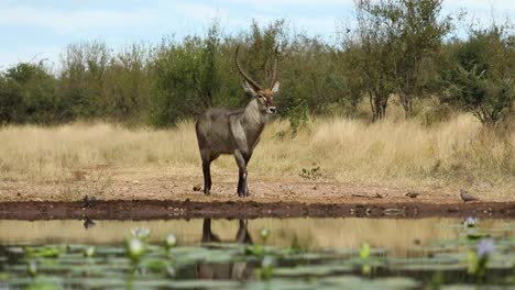 wide shot of a waterbuck male approaching carefully the waterhole, greater kruger