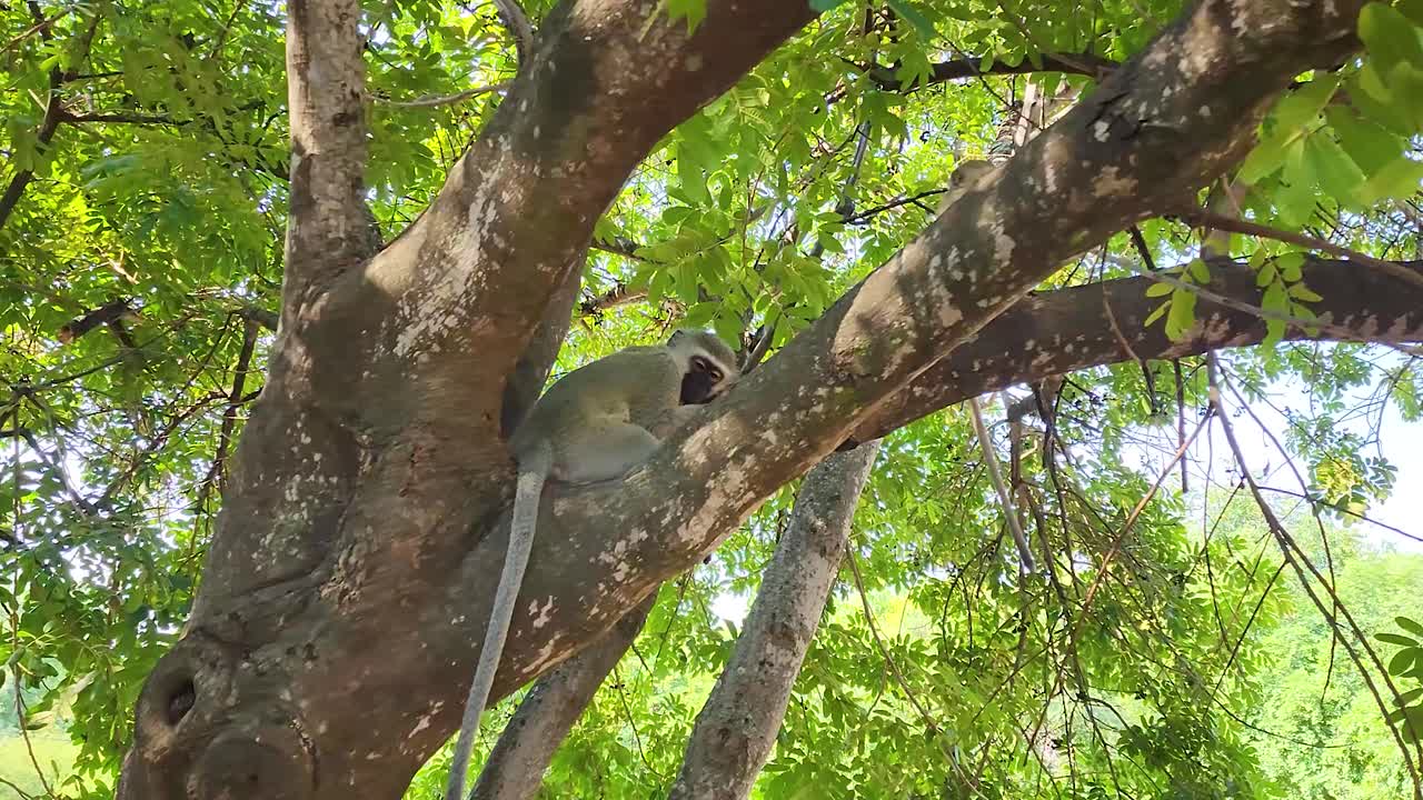 Vervet monkeys sitting in tree lying down head on branch