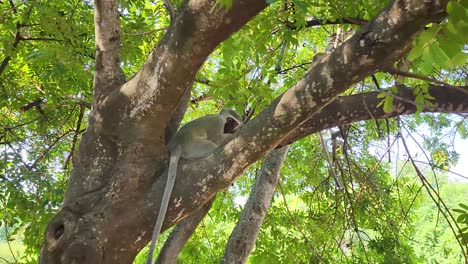 vervet monkeys sitting in tree lying down head on branch