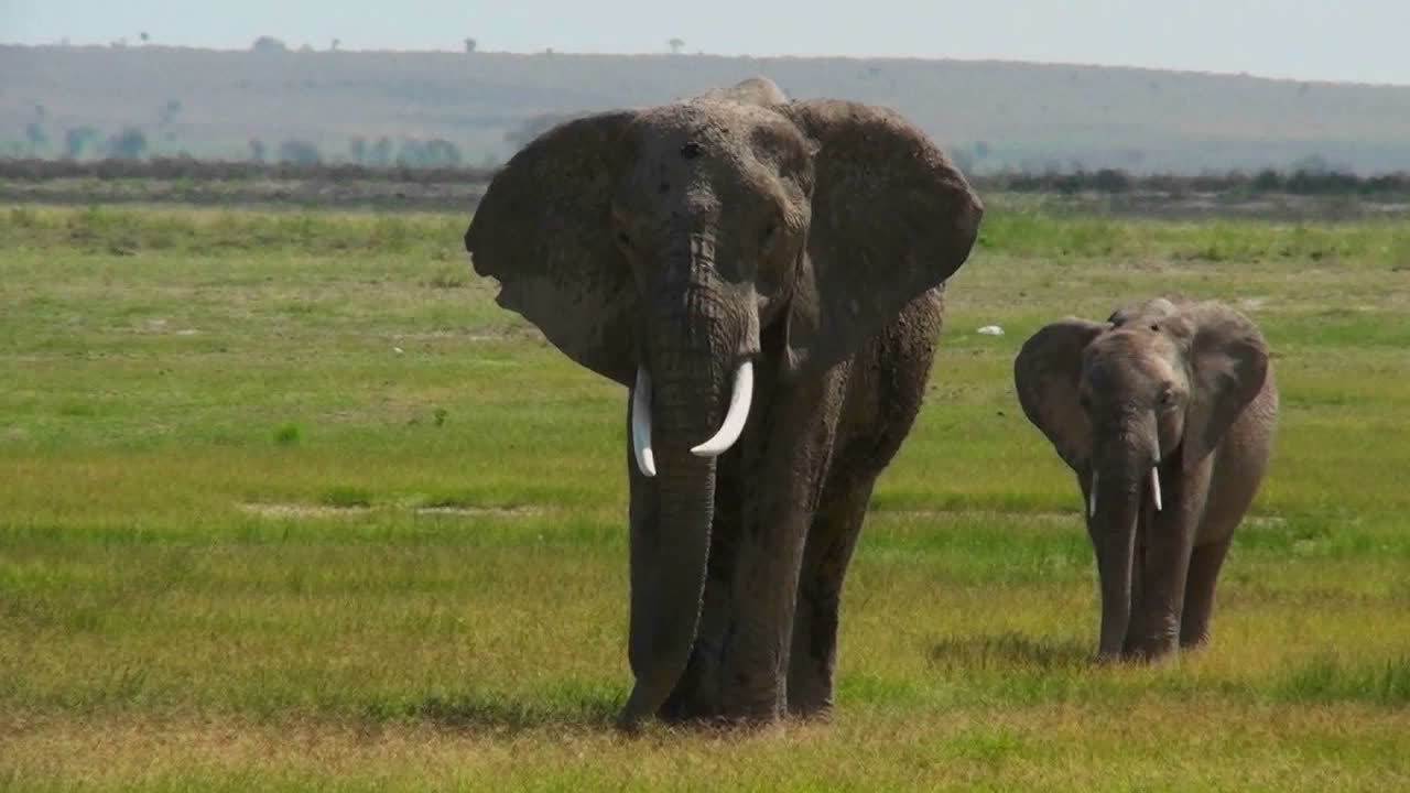 아기와 함께 아프리카를 걷는 코끼리