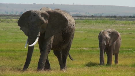 an elephant walks with its baby in africa