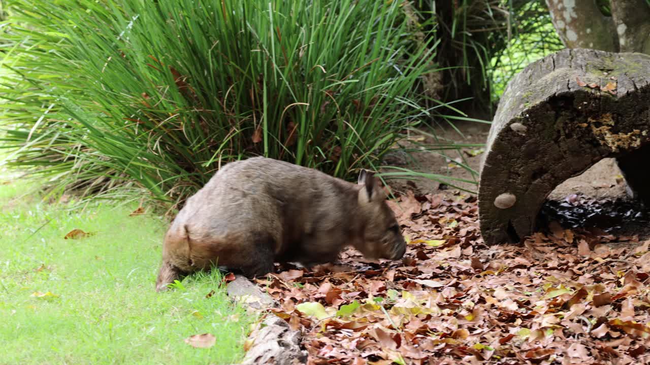 Wombat emerges from burrow into leaf-covered ground