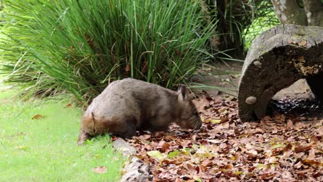 wombat emerges from burrow into leaf-covered ground