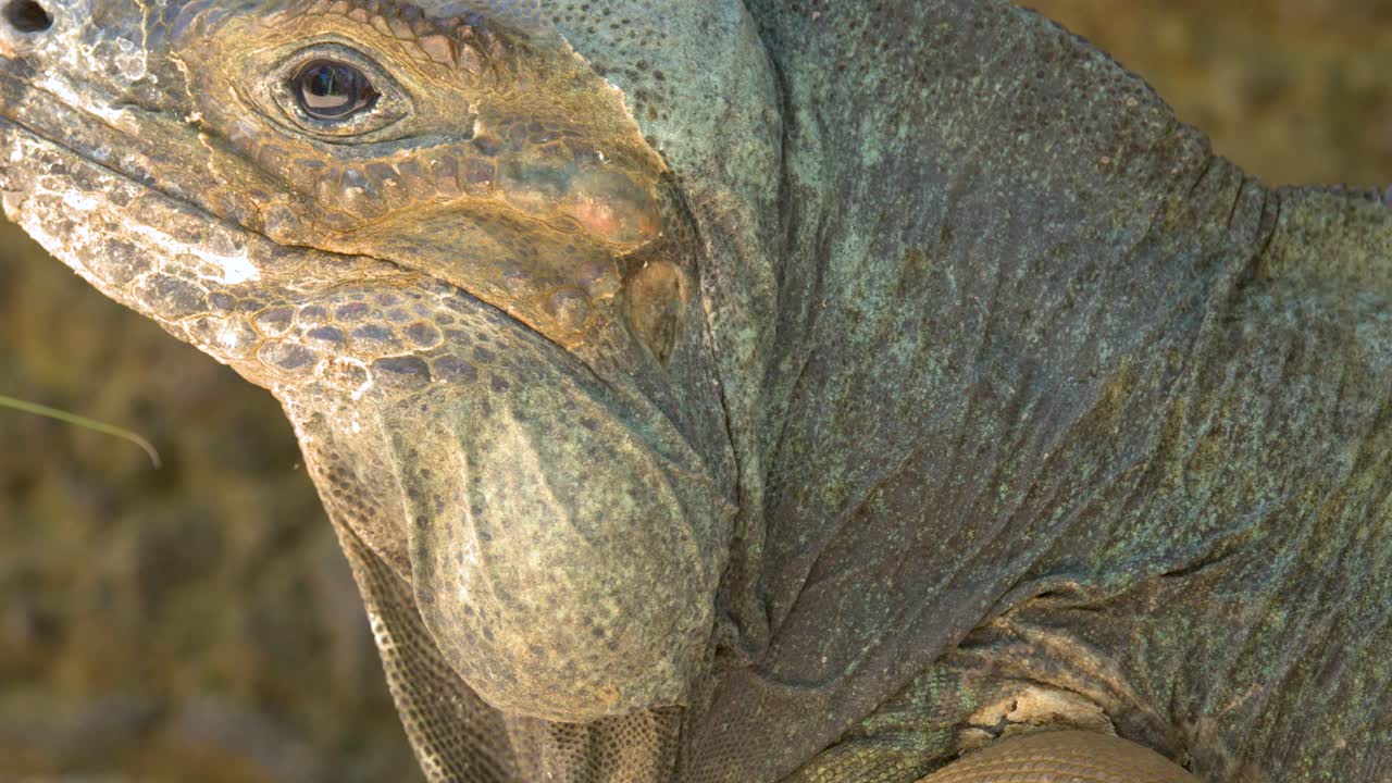 Una ripresa dettagliata di profilo di un'iguana rinoceronte che riposa all'aperto sotto una soffusa luce naturale.
