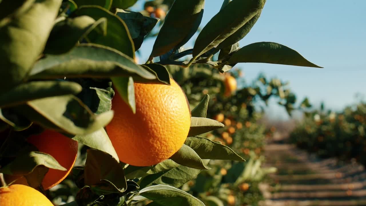 cerca de la naranja colgando en la rama del árbol plantación orgánica huerto jardín en españa