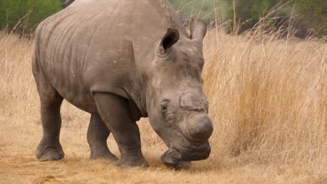 a white rhino walks towards the camera in a nature park of south africa