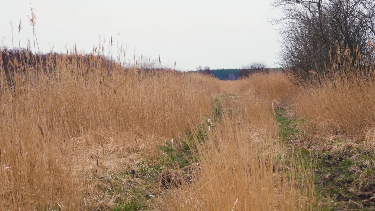 바람에 마른 베이지색 갈대 증기, 리파자 호수 해안선 근처의 갈대 식물, 버려진 비포장 도로, 고요하고 화창한 봄날, 와이드 샷
