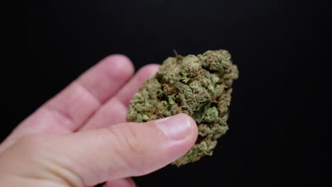 mano sosteniendo el cogollo de cannabis y examinando sobre fondo negro, primer plano de estudio
