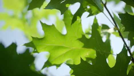 leaves of oak. green beautiful tree foliage. young leaves on branch