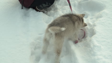 年轻的哈斯基小狗在雪地里在户外咬咬并拉带