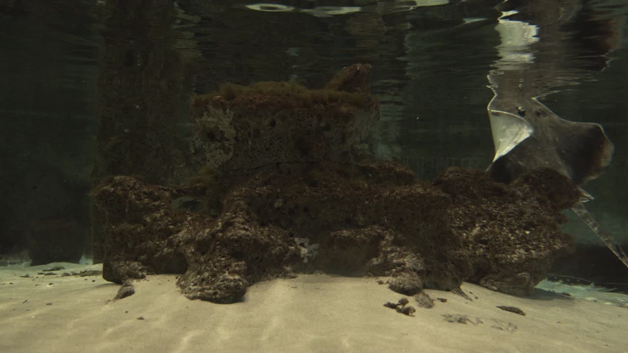 Stingray by the Aquarium Surface, White Sand and Ocean Rocks in Background