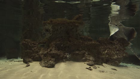 stingray by the aquarium surface, white sand and ocean rocks in background