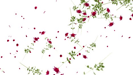 rosas y pétalos rojos que caen suavemente.