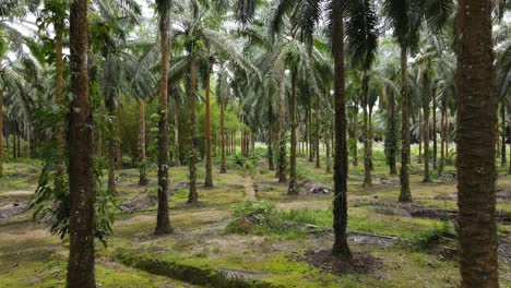 Fliegen-Durch-Und-Unter-Palmen-Auf-Einer-Palmölfarm-In-Costa-Rica