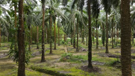 flying through and under palm trees on a palm oil farm in costa rica