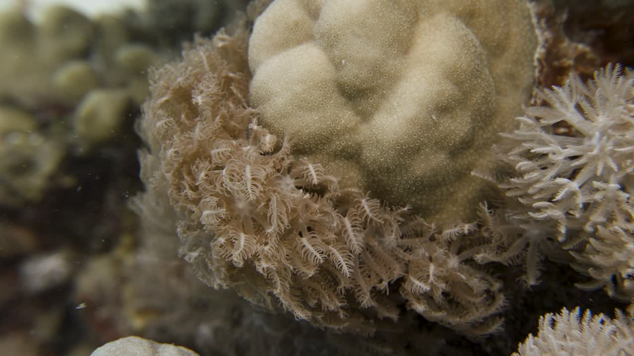 Close up of soft coral waiving in the current in slowmotion in 4k