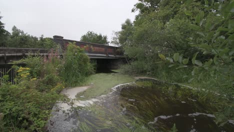 Una-Vista-Amplia-De-Algas-Verdes-Gruesas-En-Un-Canal