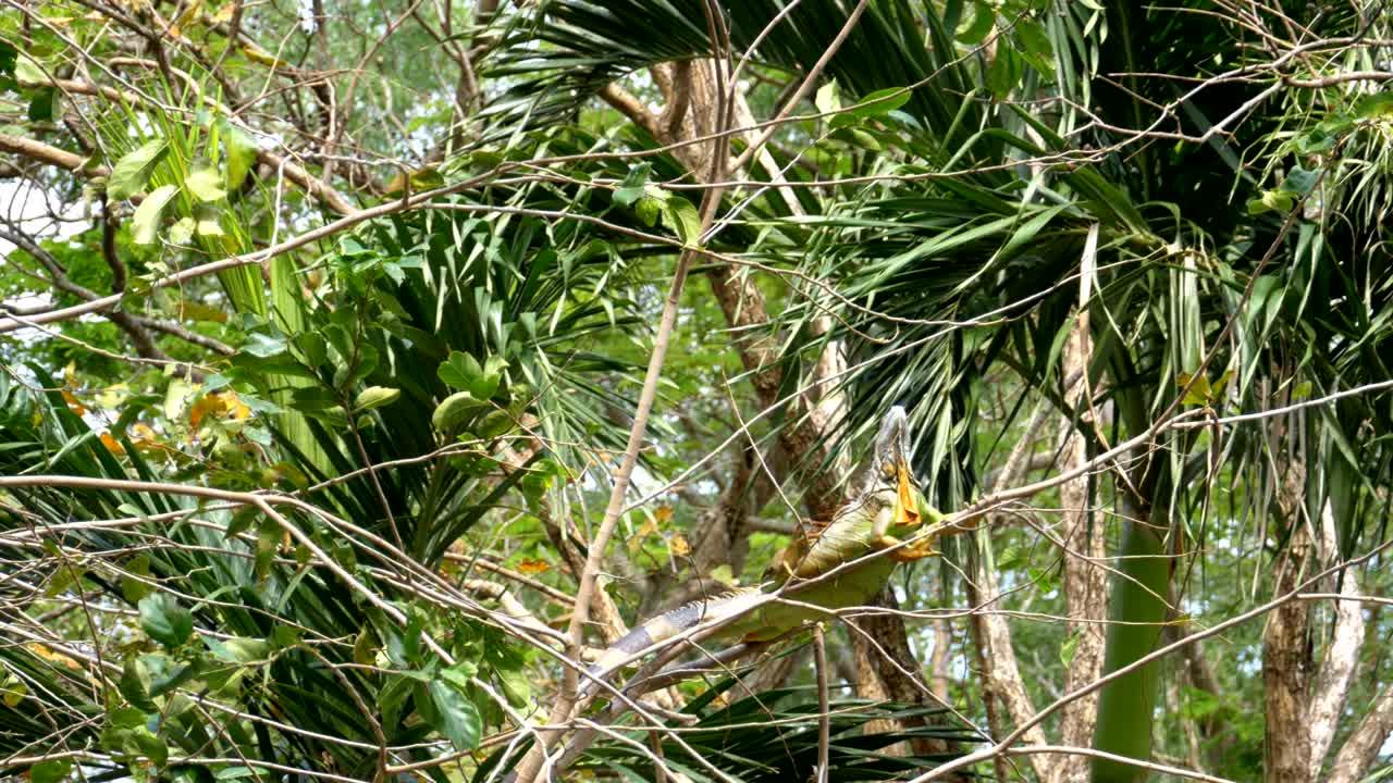 정글 숲의 나가지에 있는 카멜레온 - 태국