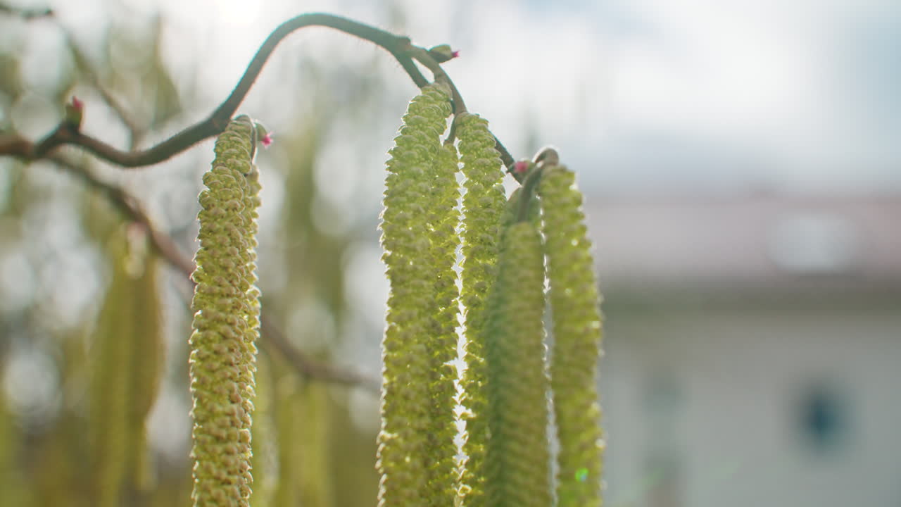 flores verdes de la avellana con luz de fondo del sol
