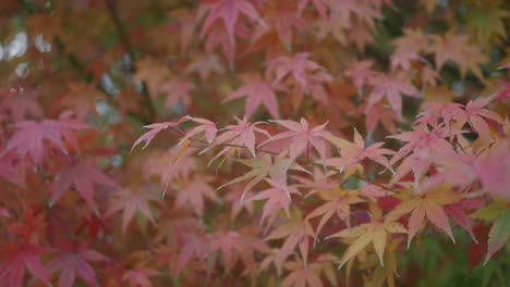 autumn leaves on a tree branch