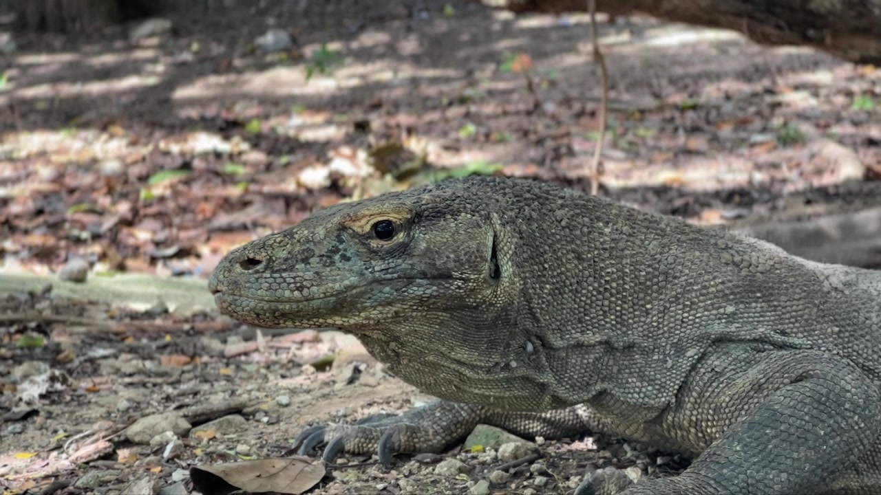 Kameraschwenk auf einen Komodowaran in Indonesien (Nahaufnahme).