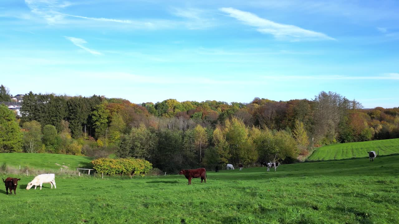 Vaches en Allemagne paissant dans les prairies