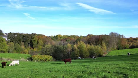 cows in germany grazing in the meadows