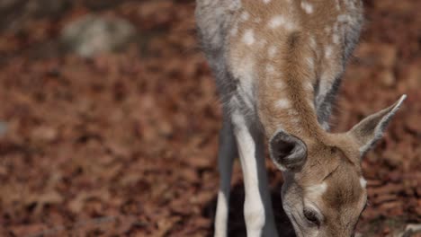 fallow-deer-closeup-in-autumn-scene-looking-down-and-up-slomo