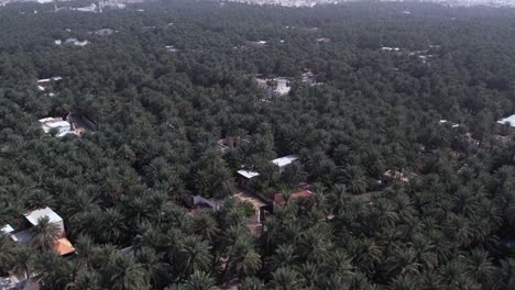 vista del horizonte con un oasis de palmeras