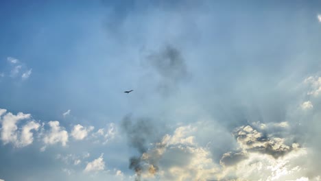 bird wildlife flying in industry area, gas flare smokestack emissions in sky